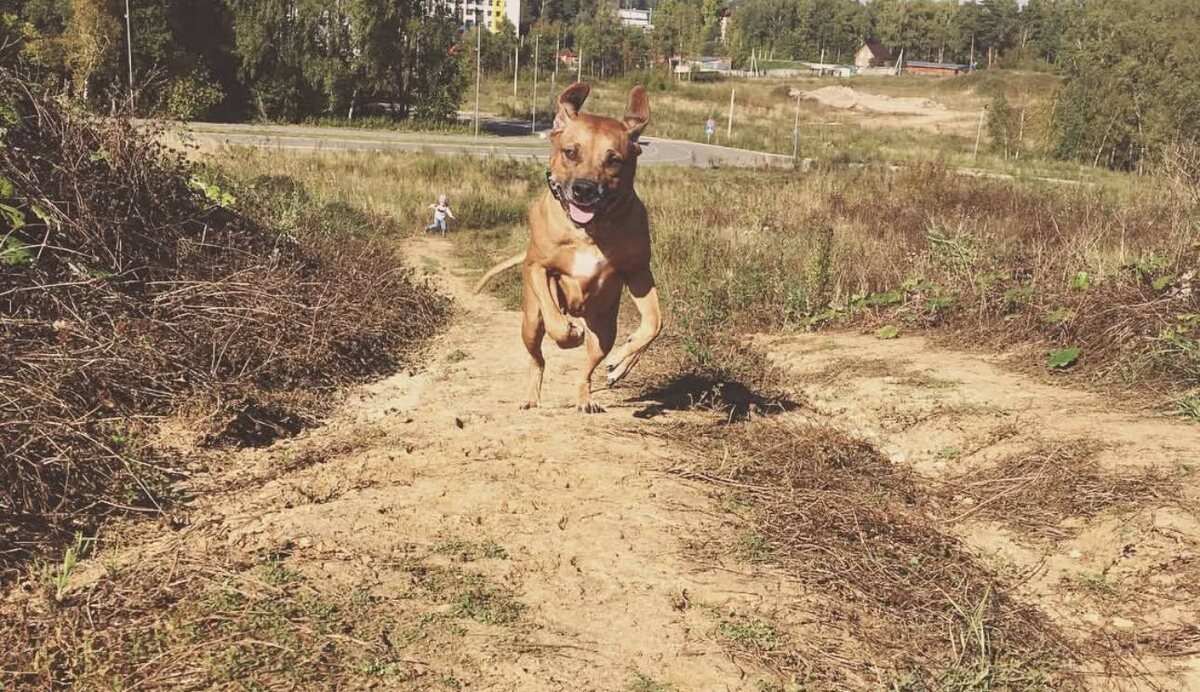 Вот там вдали виднеется наш дом, где мы снимали
