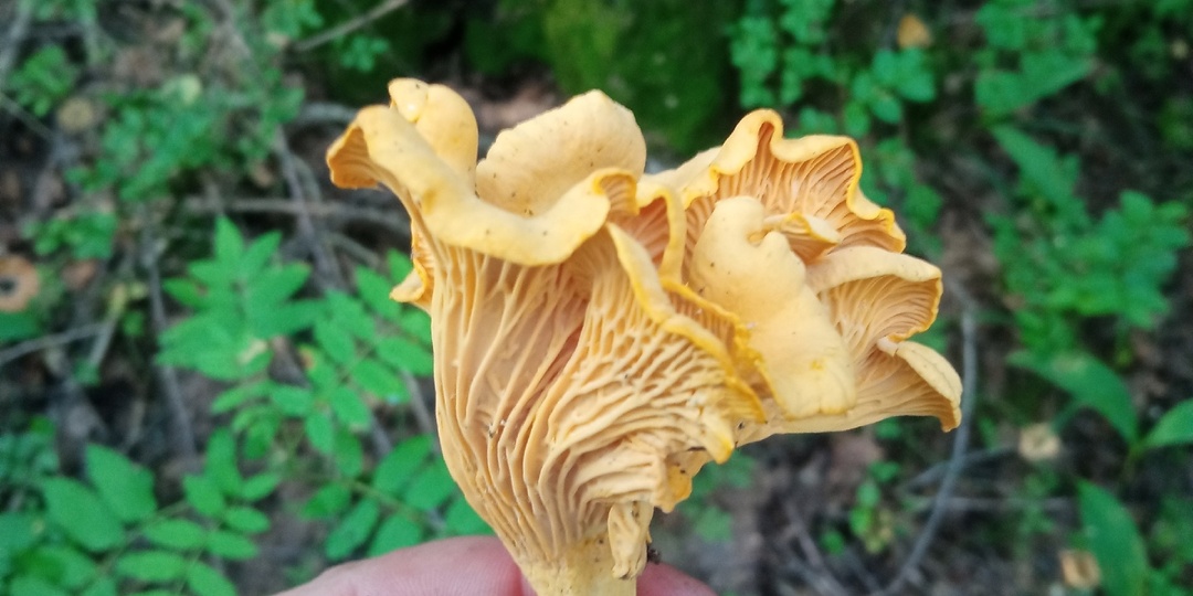 Кандидат наук объяснил почему нельзя мыть лисички, почему они горчат и как их правильно жарить