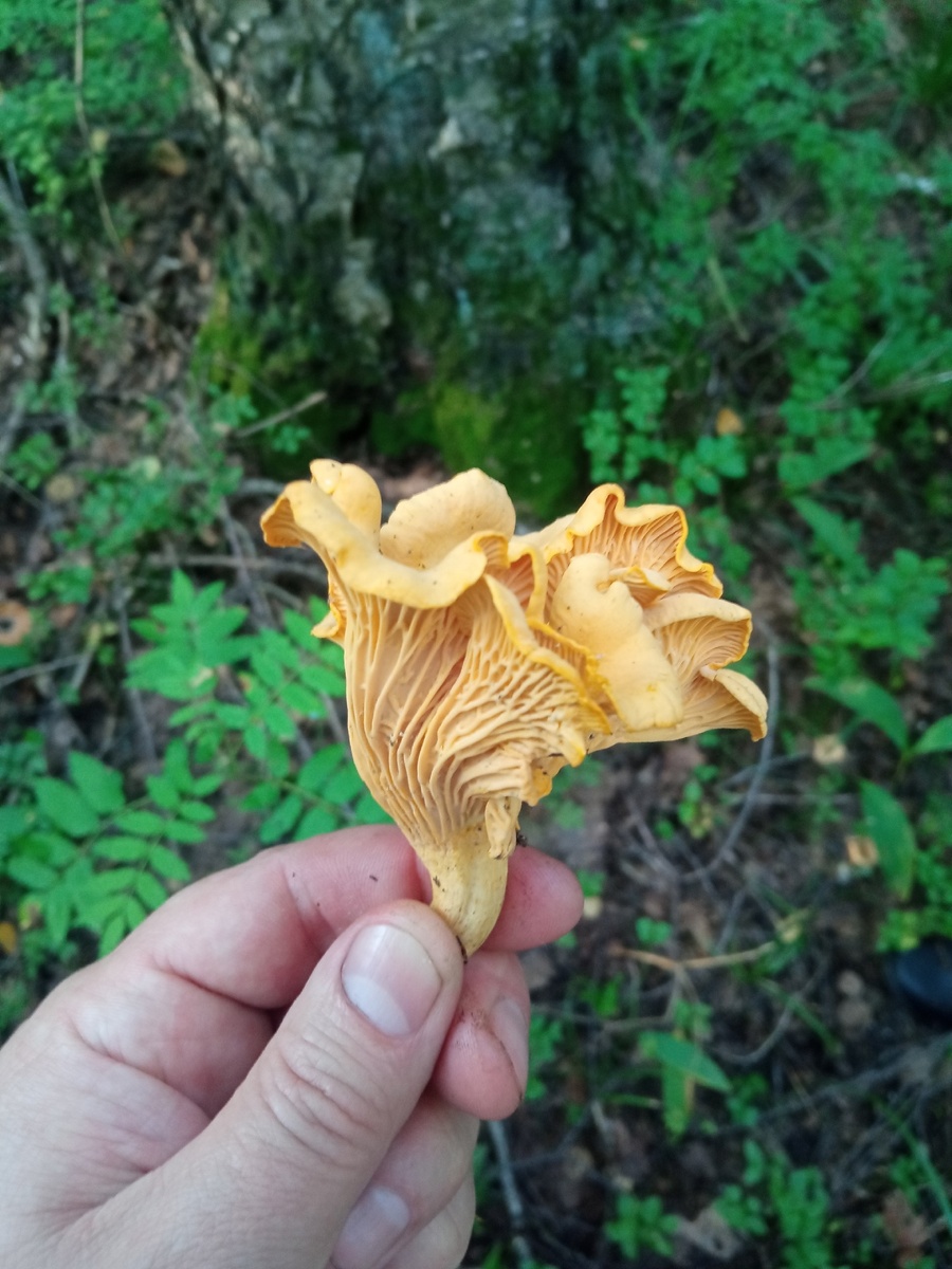 Это лето у меня было рыжиковым и лисичковым. Много я их собрал.