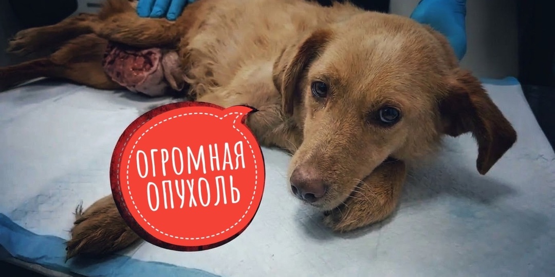 Бросили погибать с огромной опухолью на улице в Сибири!