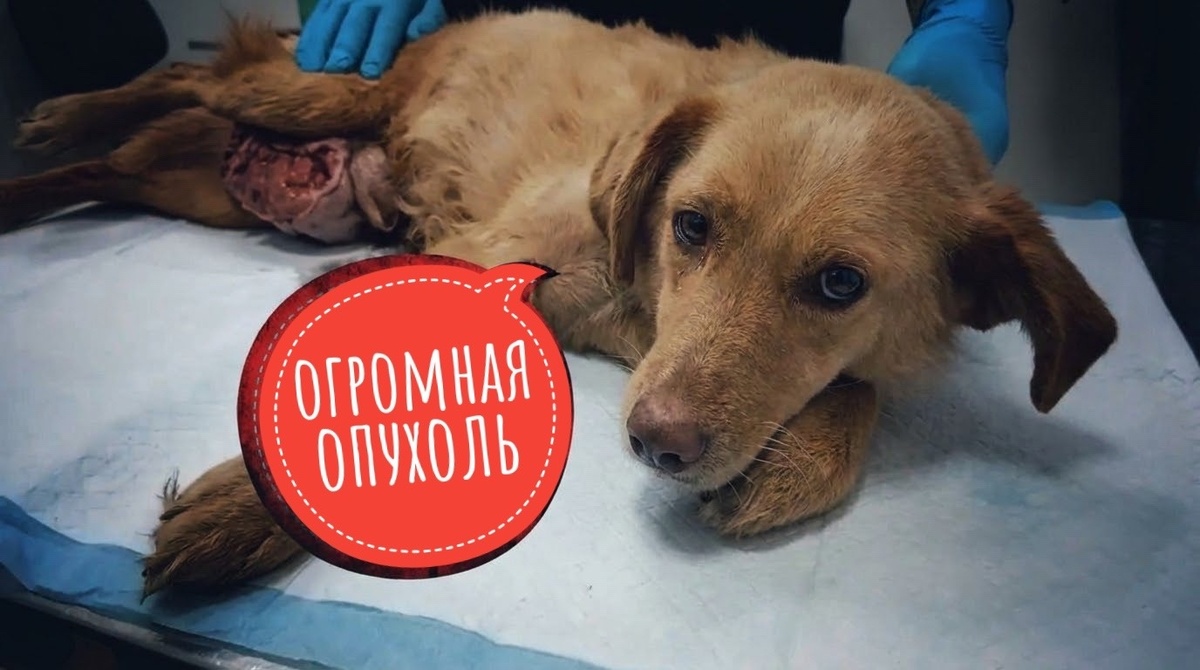 Бросили умирать зимой, с огромной опухолью!!! Нужна ваша помощь...