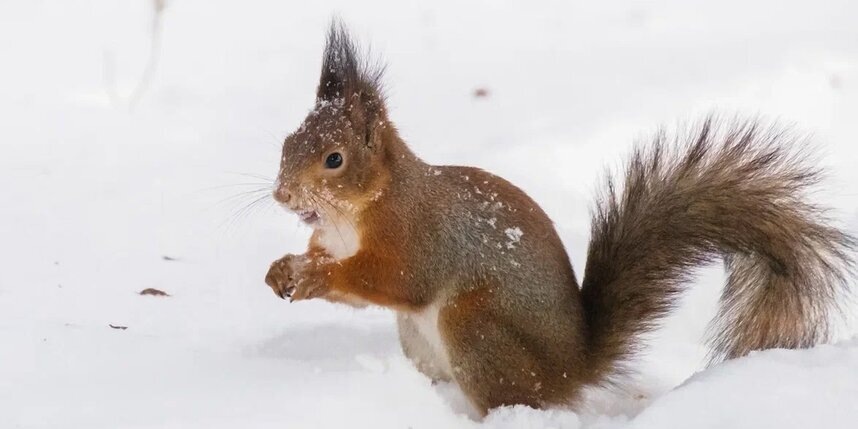    Алена Бобрович