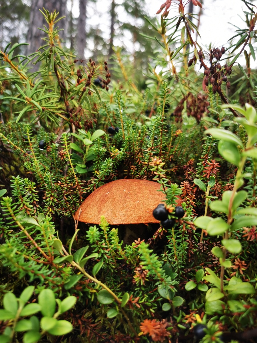 Северная Карелия - место, где происходит полная перезагрузка. Меняется система ценностей, уходит суета, ты забываешь о делах, заботах, проблемах. У тебя нет интернета, нет сотовой связи, тебя не расстроит никакая новость, тебе не дозвонятся с работы. Не надо никуда спешить, не надо думать что одеть и какую прическу сделать. Тебе на столько всё равно сколько времени и какой день недели. Ты просто вдыхаешь, осязаешь и наблюдаешь природу, а она смотрит на тебя...
