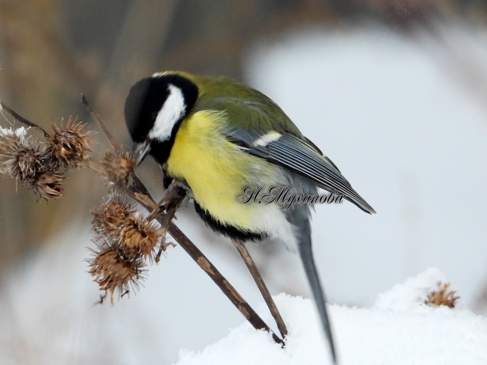 Большая синица