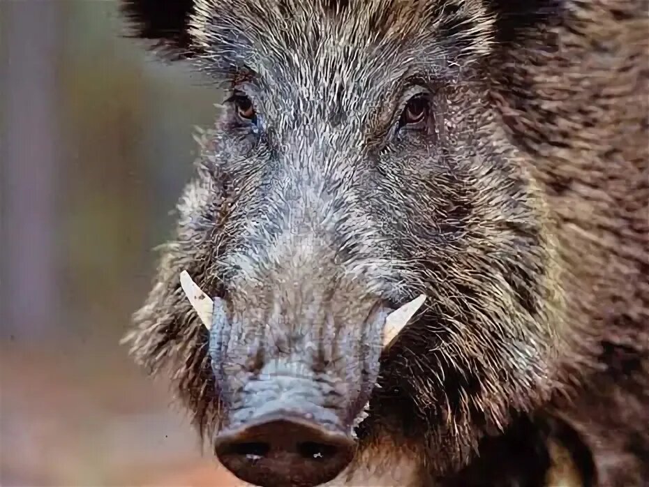 Кто тут сказал свинья?