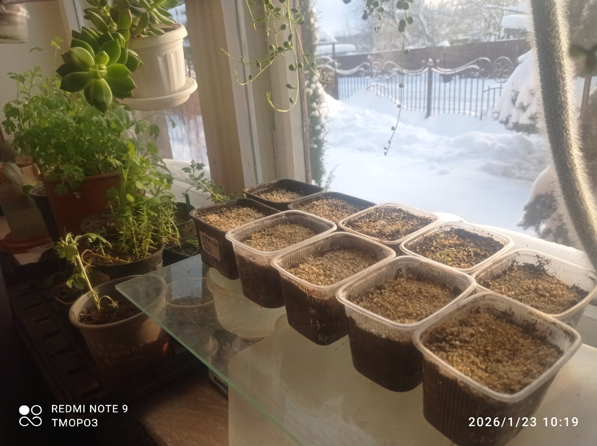 торопыги-всходы