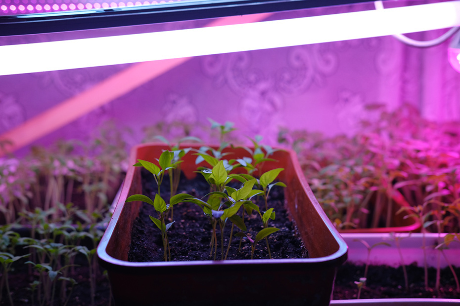    Shutterstock/FOTODOM