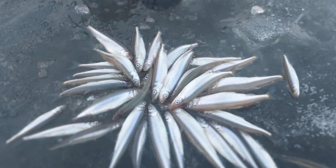 Непопулярный, но эффективный способ: ловля корюшки на активную блесну