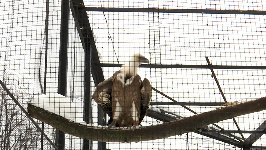    © АО "ТВ Центр"