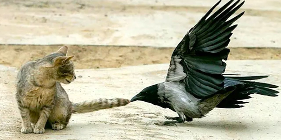 Никогда не переходи дорогу вороне. Она будет мстить всю жизнь! И друзьям расскажет!