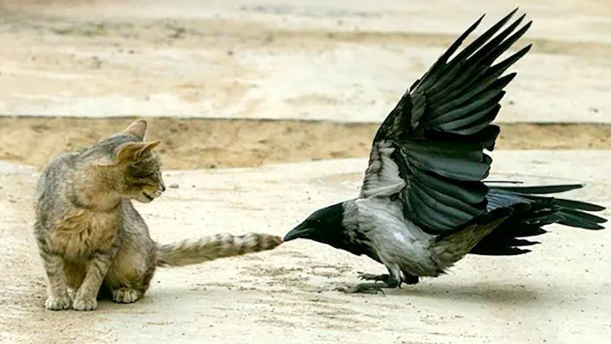 Чтобы не допустить опасность — её надо предупредить! Многие врановые задирают кошек и собак, отгоняя их со своей территории. Выглядит смешно, но на деле — это эффективный способ защиты гнезда и птенцов. 