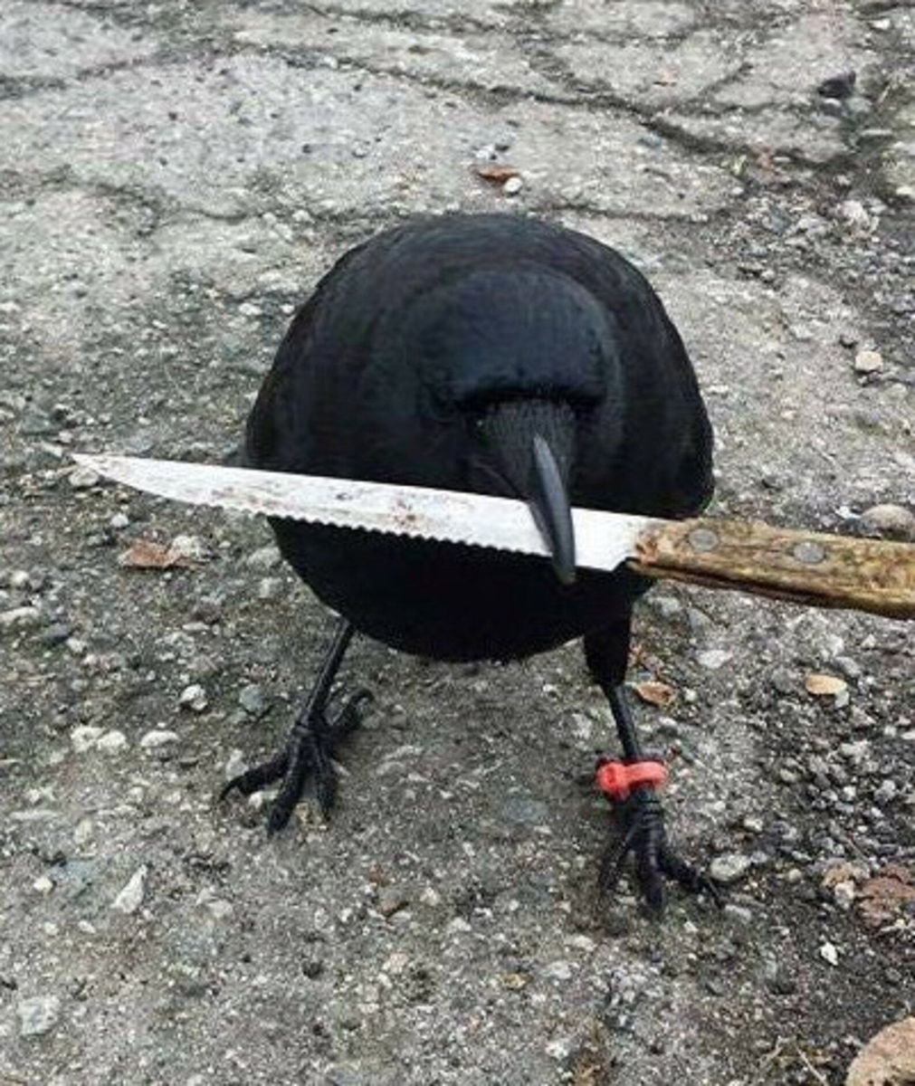 Они уже научились пользоваться холодными оружием! Ещё чуть-чуть, и до огнестрела доберутся! 