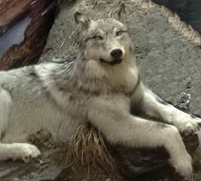 Полярный волк