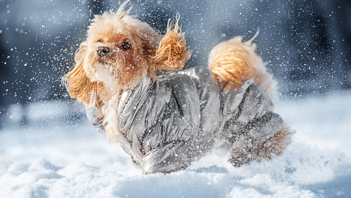     Фото: The Len/Shutterstock/FOTODOM Не все собаки созданы для холода. Тонкошерстные и мелкие породы очень быстро замерзают. Им надо надевать теплую одежду даже на короткие прогулки.