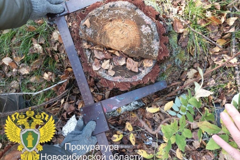    Ущерб лесному фонду составил более 136 тысяч рублей. Фото: пресс-служба прокуратуры по Новосибирской области.
