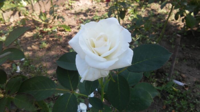 Маунт Шаста