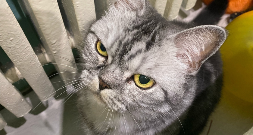    Фото progorod43.ru