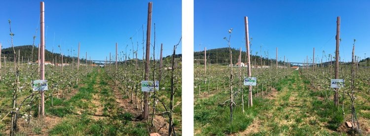    Фото: Plants 2026, doi.org/10.3390/plants15020244