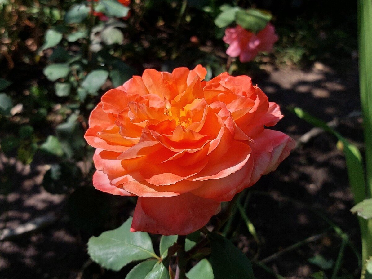 Роза Рене Госсини.