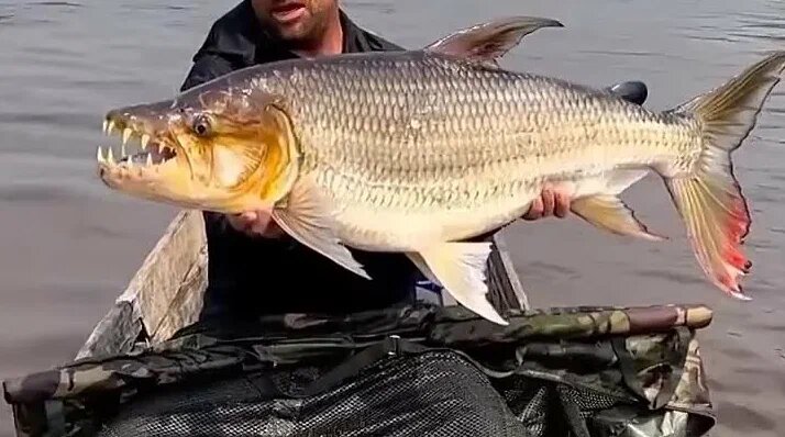 Тигровая рыба Голиаф