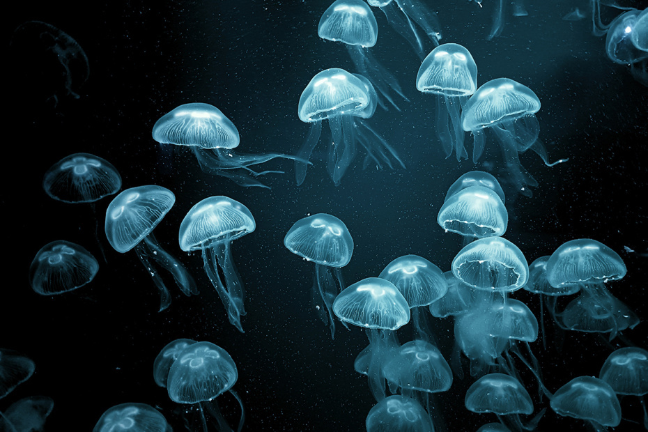    Shutterstock/FOTODOM