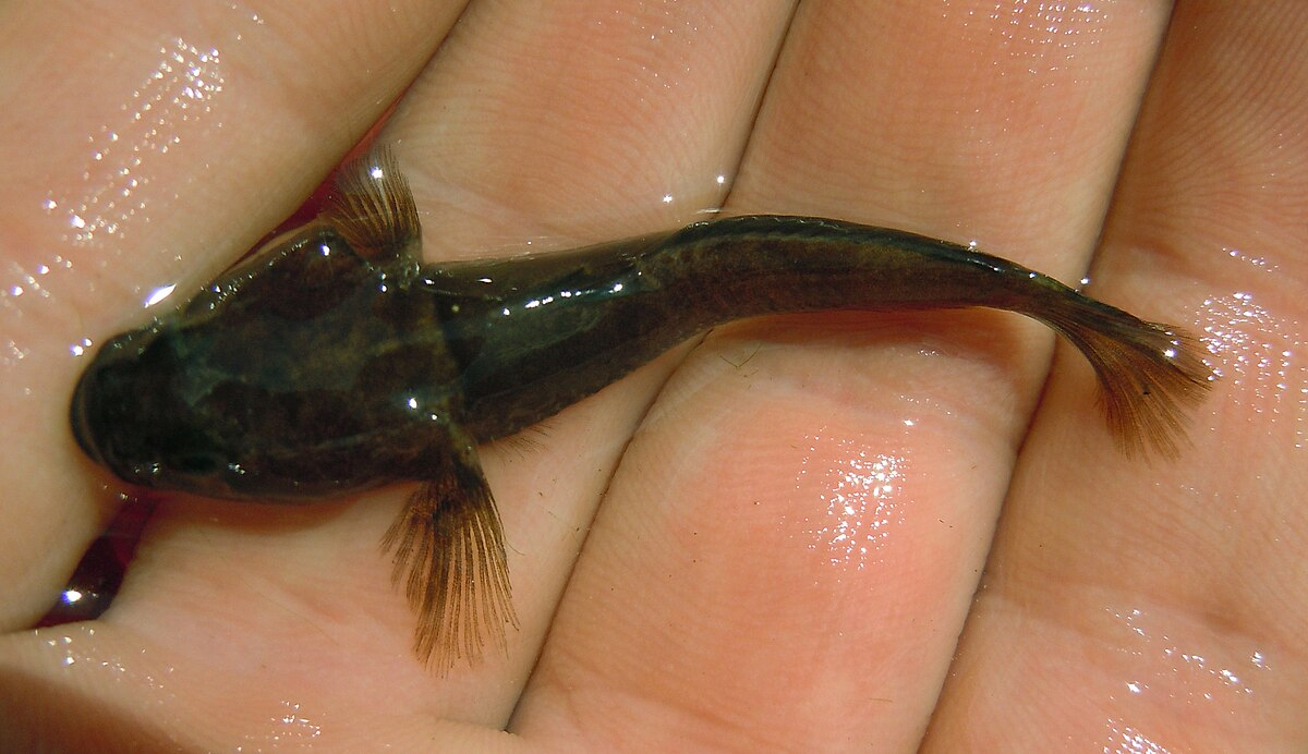 Пуголовка Браунера