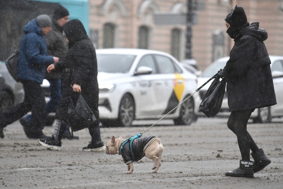    Собаки страдают от дорожных реагентов. Алексей БУЛАТОВ