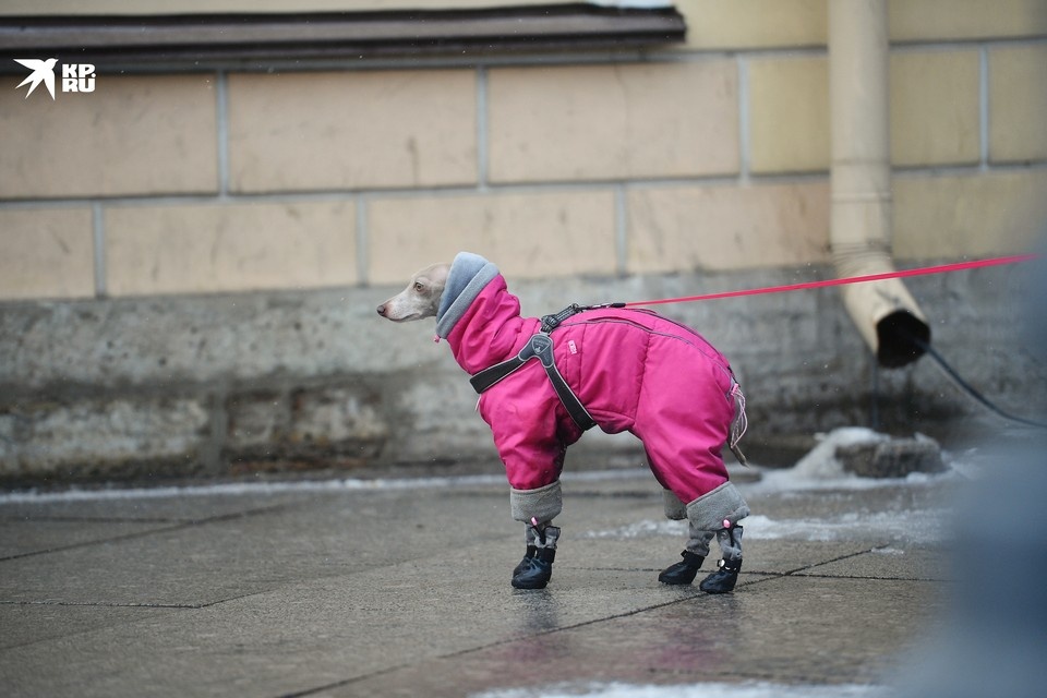    Хвостикам приходится обуваться в ботинки. Алексей БУЛАТОВ
