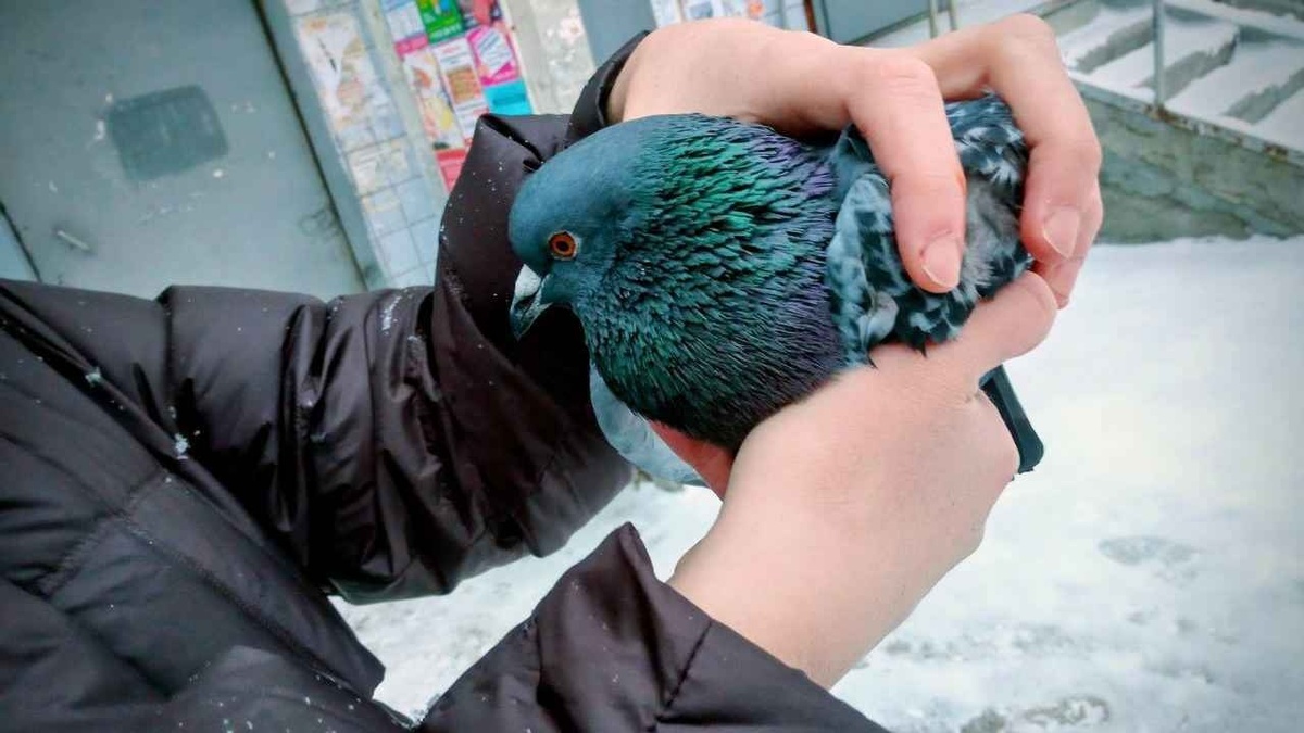    Евгений Зенков