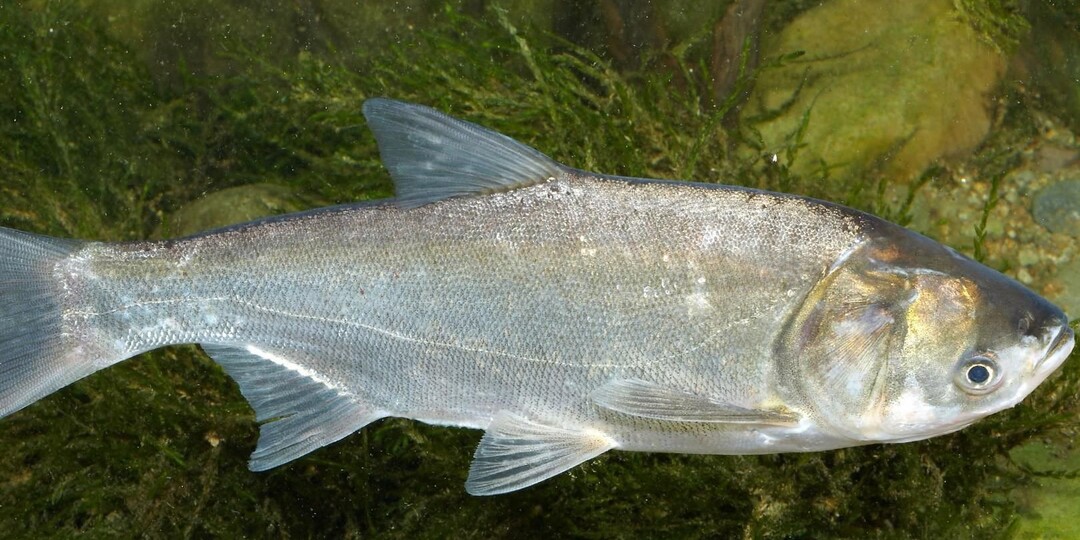 Толстолобик