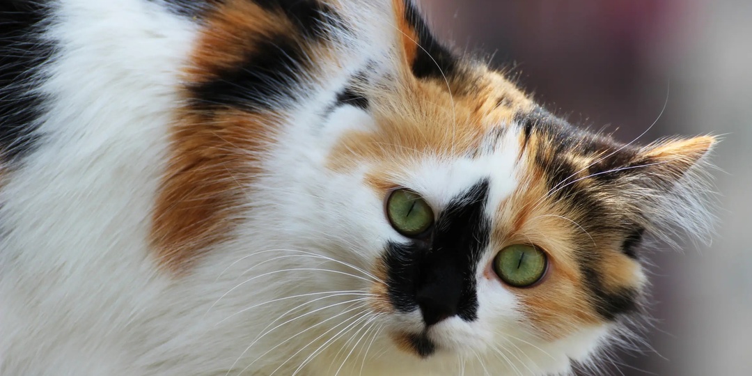 Как кошка воспринимает непонятные ей внешние стимулы