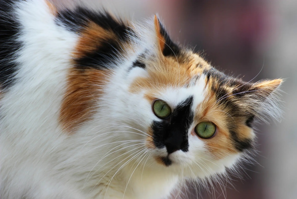 Фото из Интернета. 