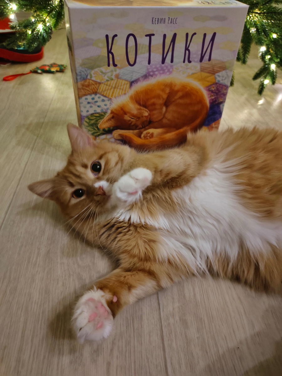 Наш дикий карадагский кот