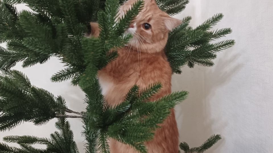 Как изменился наш дикий карадагский кот