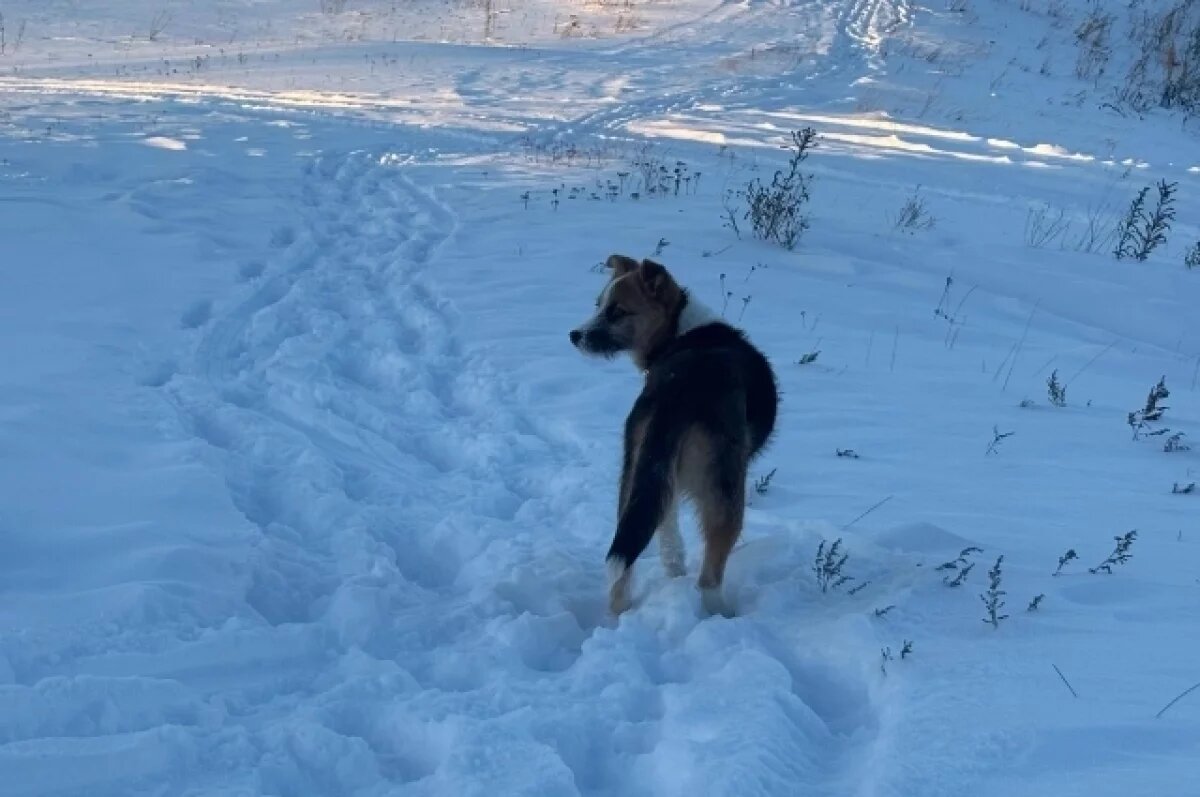    Пострадавшему от укуса собаки ребенку выплатят 50 тыс. рублей на Кубани