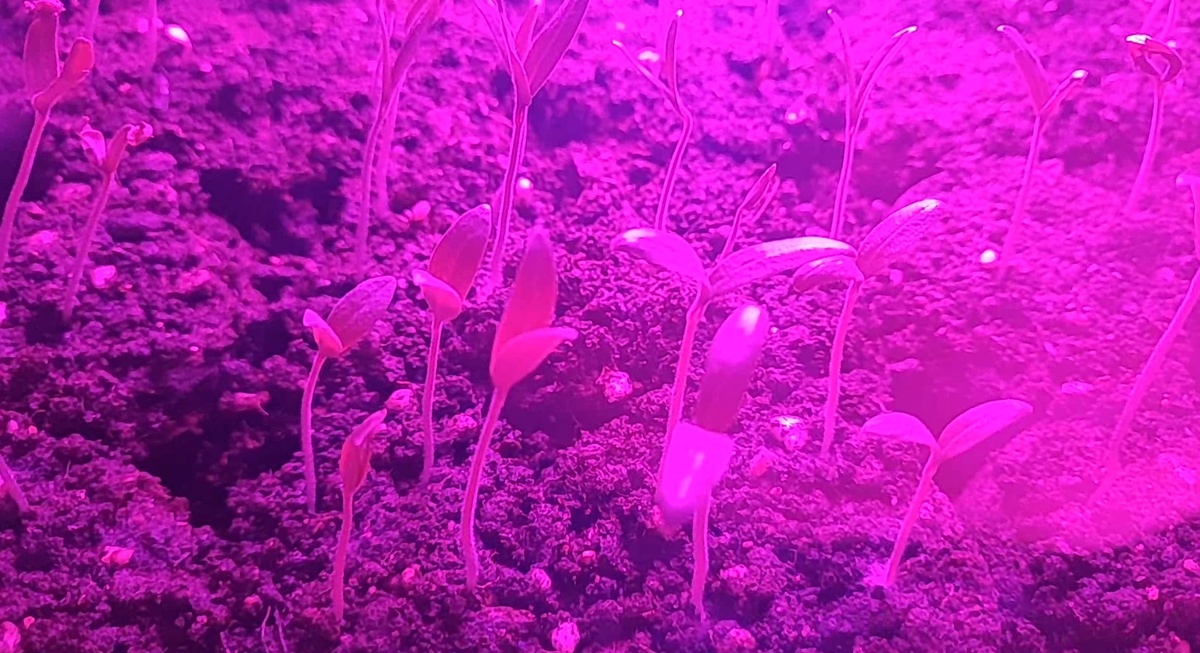 Стоит ли переплачивать за фитолампы? Дешёвый, но очень эффективный вариант досветки рассады. Фото автора