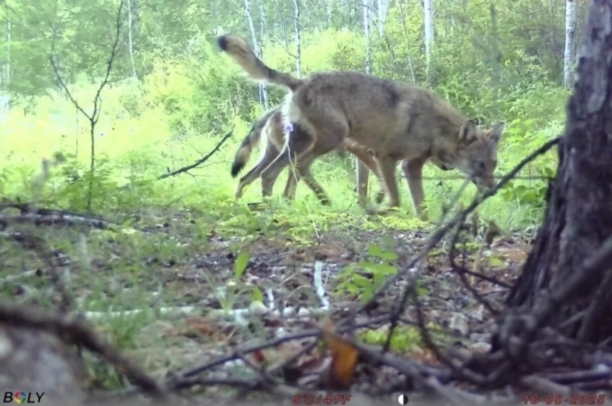    В Волгоградской области разрешили отстрел волков