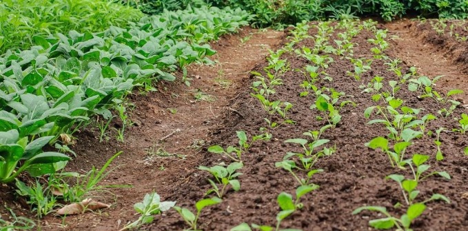 Между делом: Как ширина тропинок между грядками влияет на Ваш урожай и спину