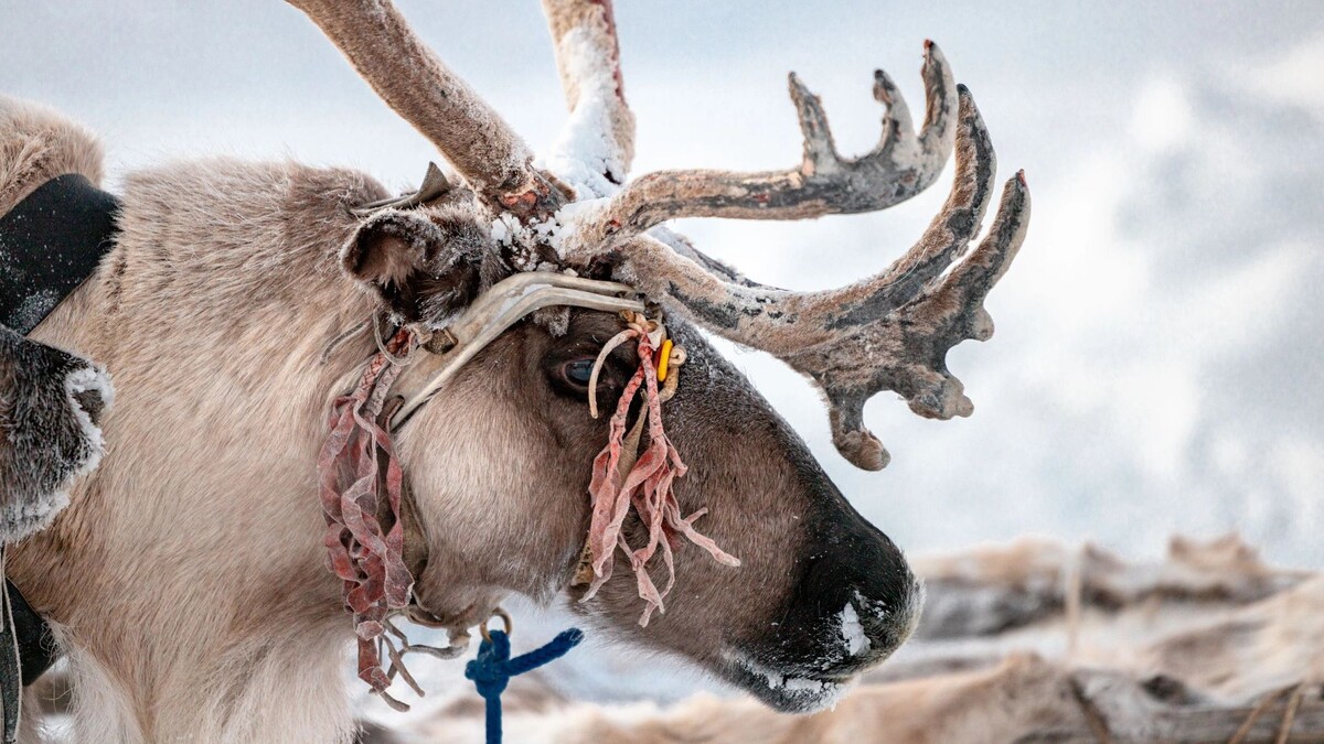    Фото: Сергей Зубков / «Ямал-Медиа»