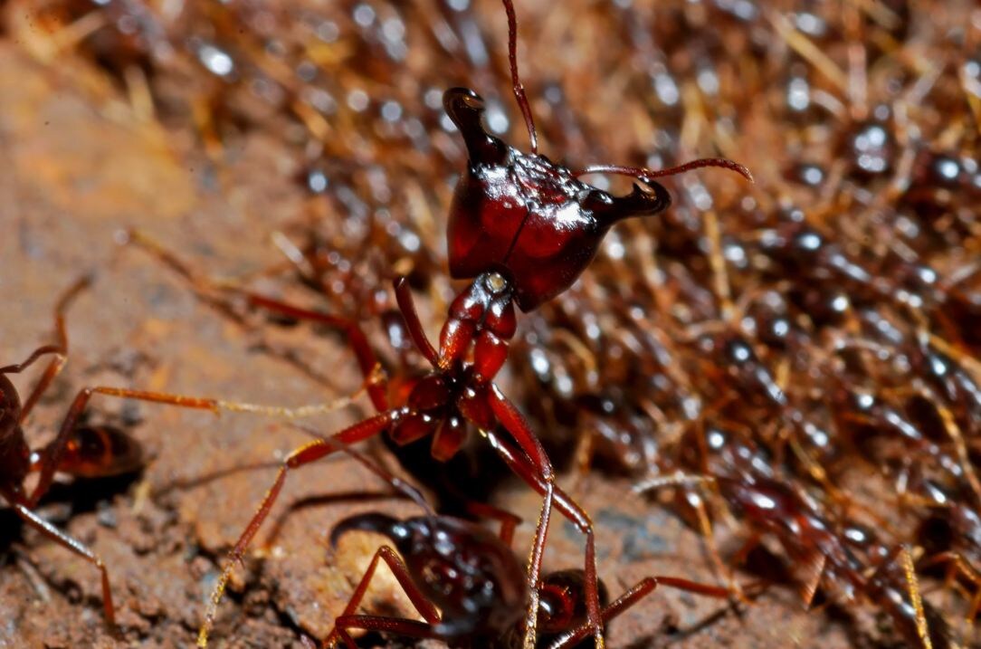 Живая река шириной в несколько метров. На фото — часть колонны кочевых муравьёв, знаменитых сиафу