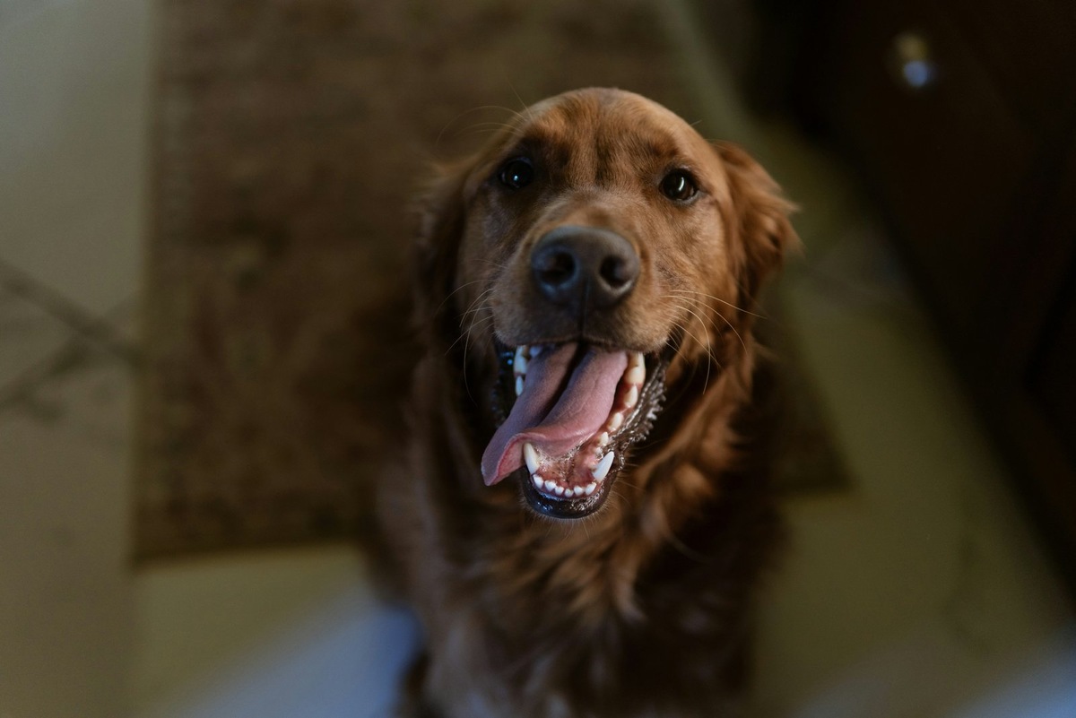    Если у взрослой собаки начинают выпадать зубы, важно вовремя начать лечение проблемы