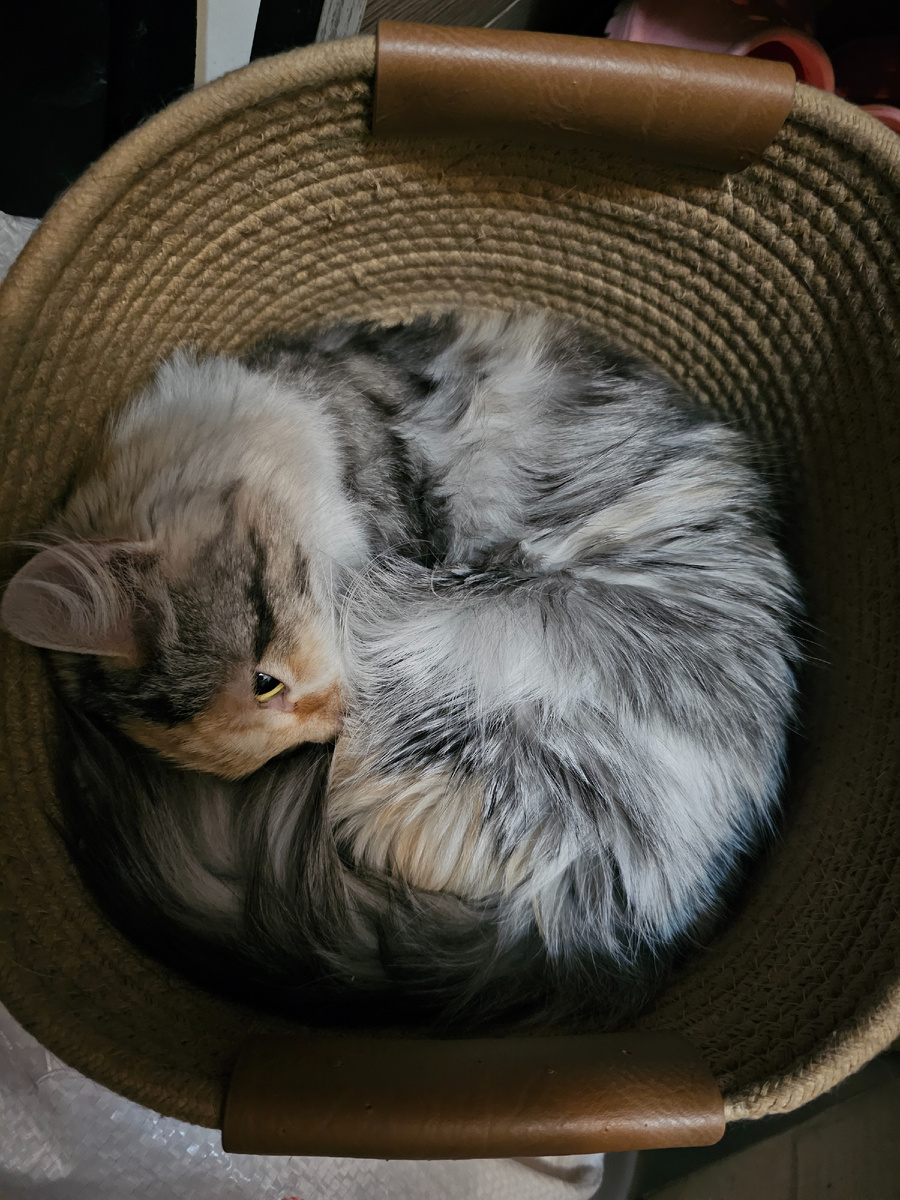 Фото автора. Фасолька.