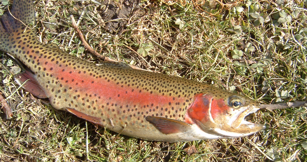 Микижа: мощная жемчужина семейства лососёвых