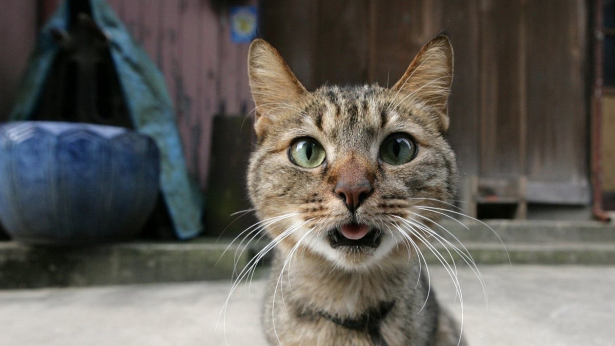 Кота звали Гошей