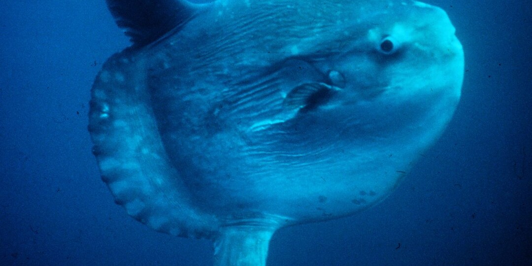 «Угадай, кто это?» – самая странная рыба океана
