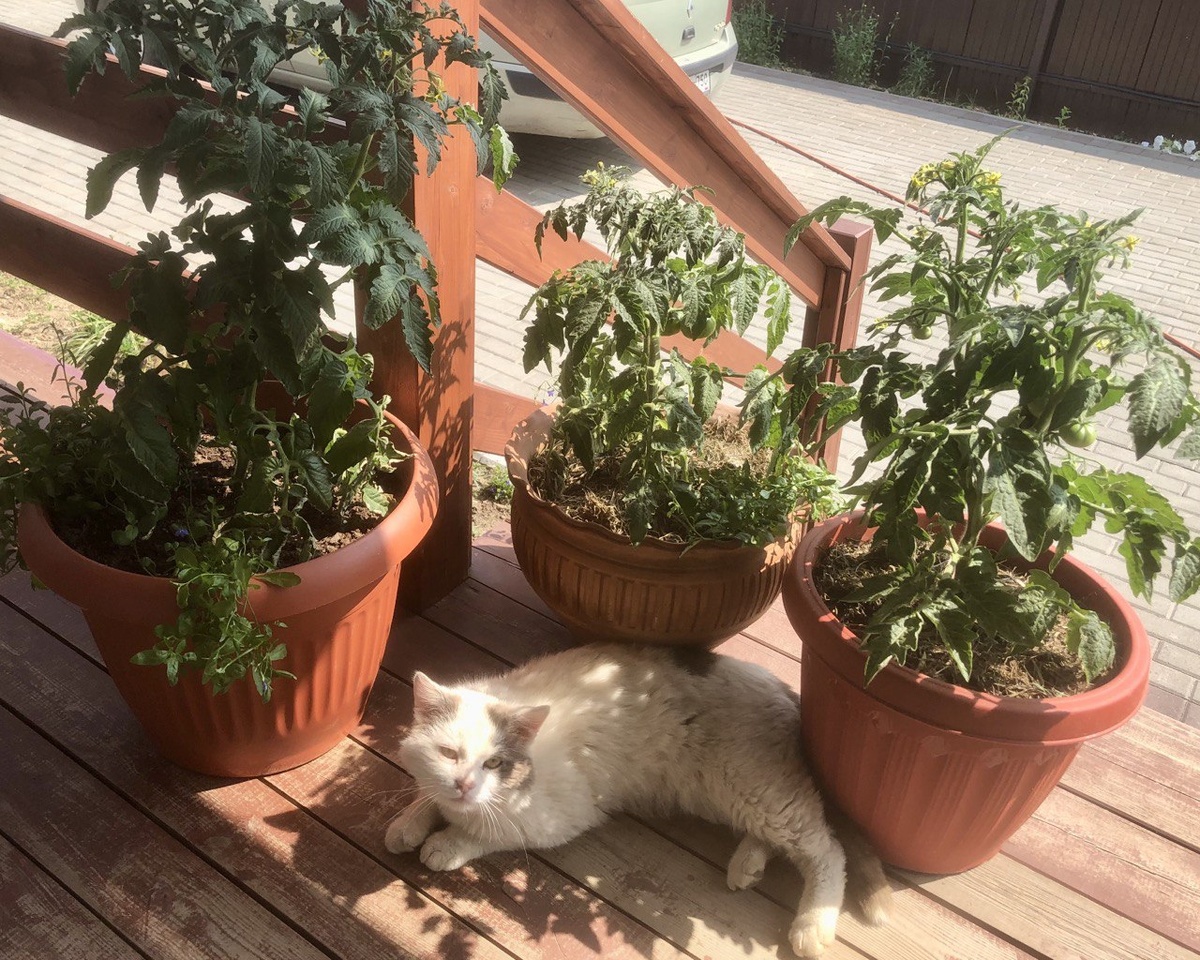 1 июня 2023г  Purple Heart и 2 Sleeping Lady и Беляш