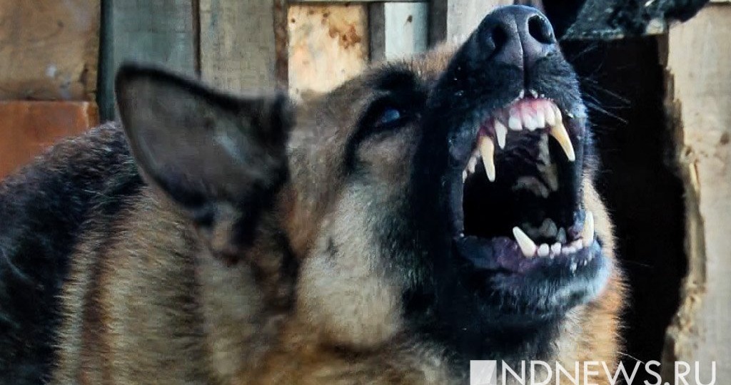 После нападения бездомных собак на женщину у челябинской больницы возбудили уголовное дело