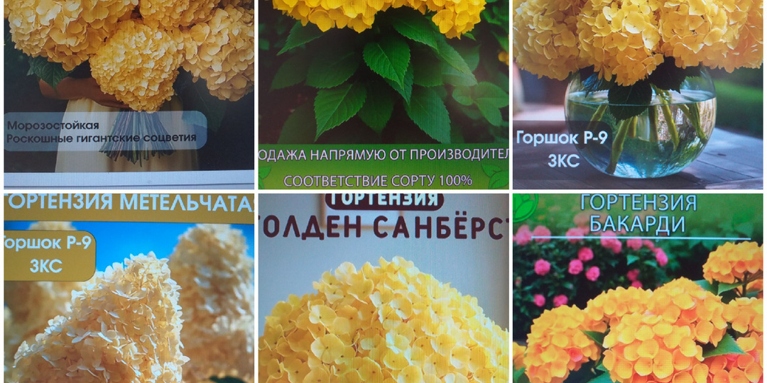 ТАКИХ РАСТЕНИЙ НЕ БЫВАЕТ!Развлекательная статья-предупреждение