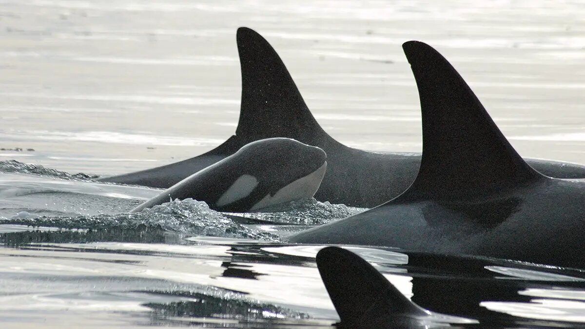    Фото: vm.ru Олеся Шмелева