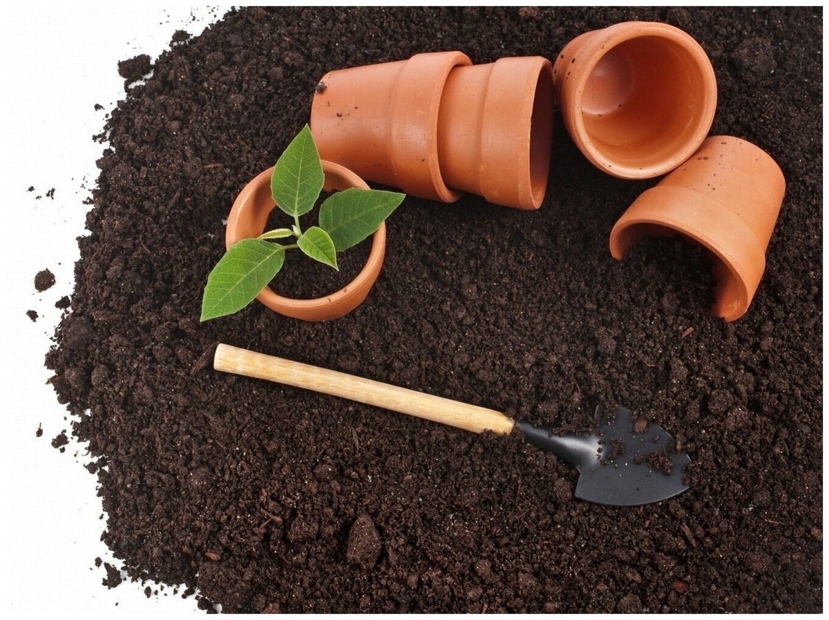 грунт для рассады